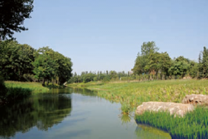 밀리언 카지노 City Baisha River 상단에 도달하는 Greening 밀리언 카지노