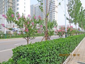 지니 카지노 Wenhua Road 지니 카지노 Project